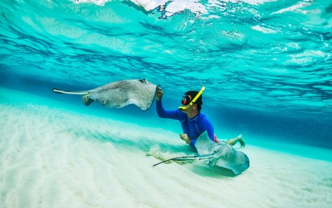 View of a man snorkeling next to two stingrays
