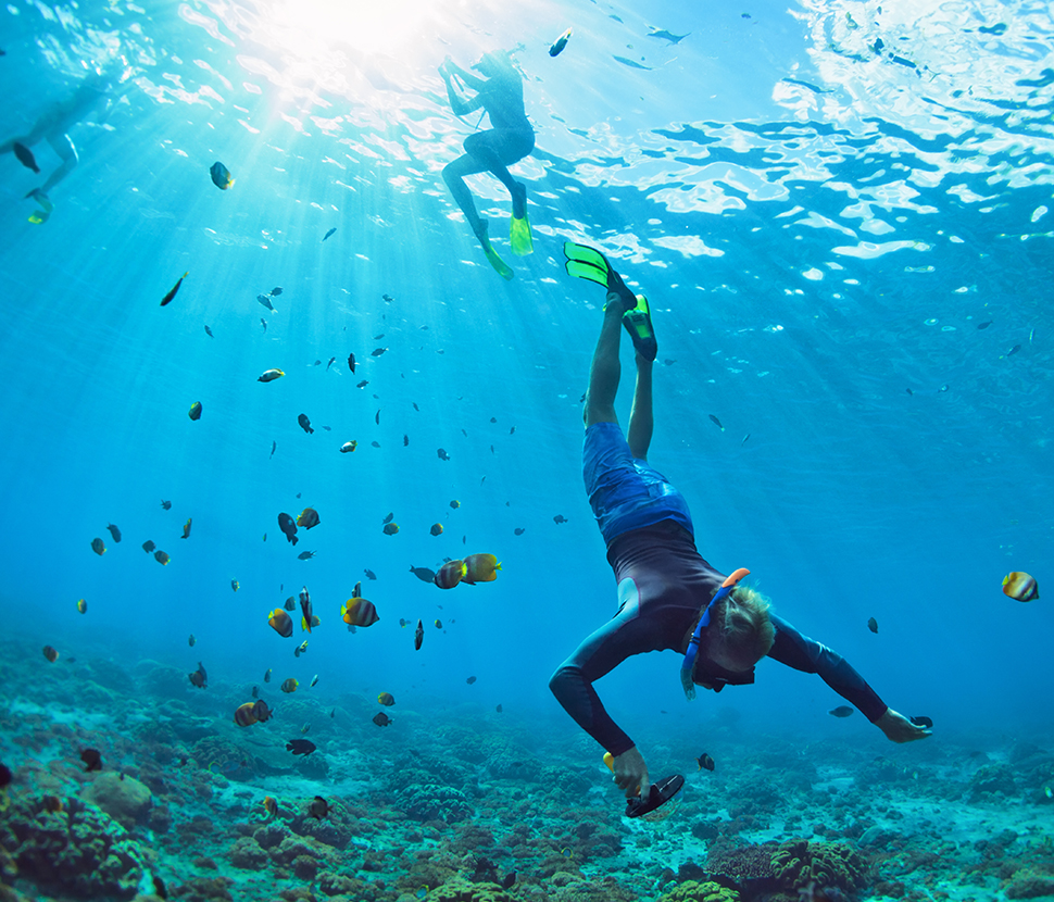 snorkeler diving down into the water with sea life swimming around