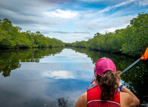 paddle through the mangroves