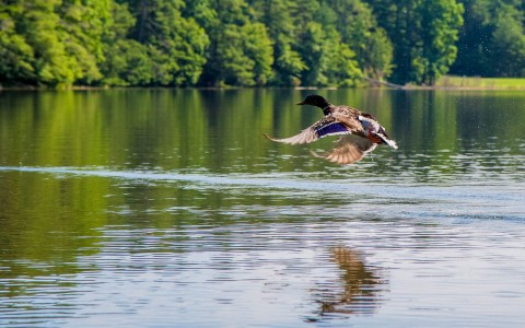 duck landing into the water