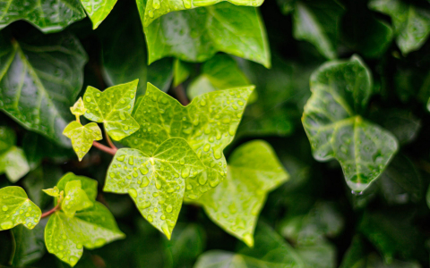 Close up of green leaves