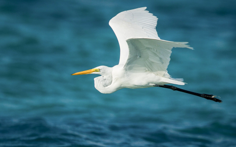 White bird flying above blue waters