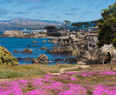 The rocky coast with grass and pink flowers during the day.