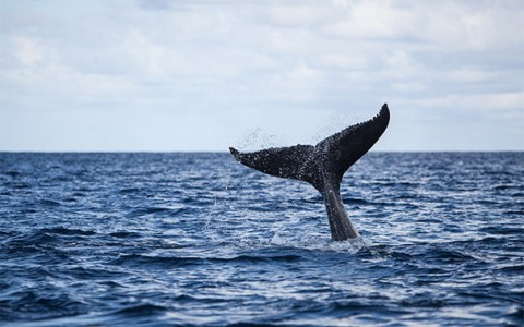 view of a whale tail splashing out of the ocean