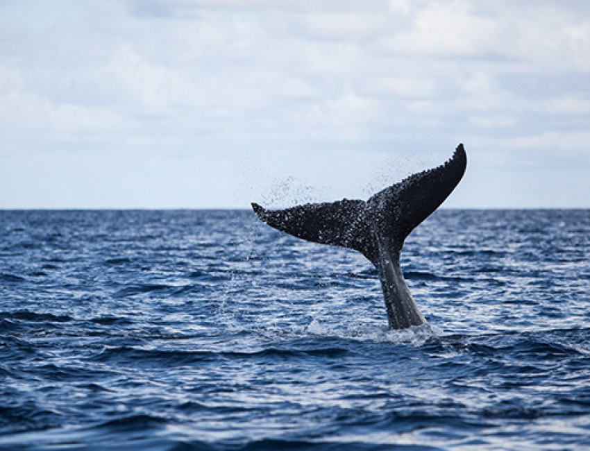 view of a whale tail splashing out of the ocean