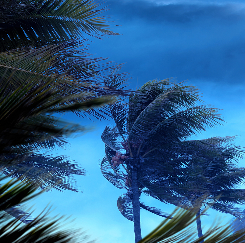 view of palm trees blowing in the wind from a hurricane