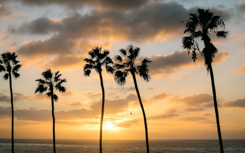 palm trees next to ocean