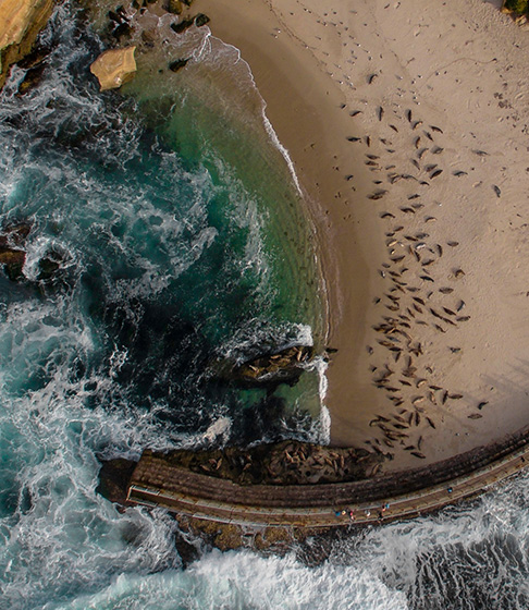 Overhead view of the shoreline with sunbathing sea lions