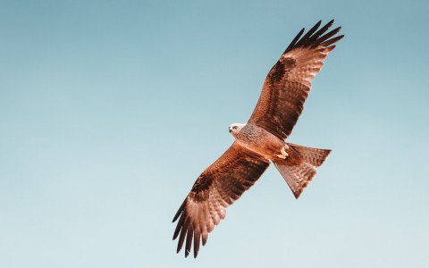 red hawk flying