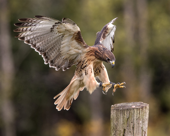 red tailed hawk landing