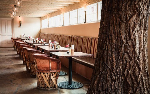 a dining room with a tree in it and soft lighting from outside