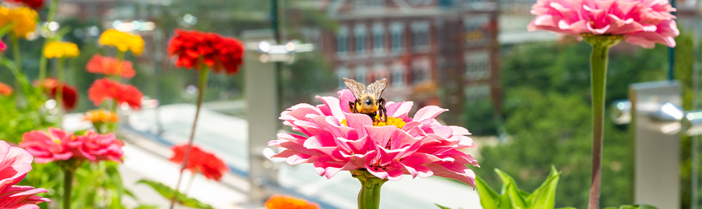 closeup of a bumblebee on a pink flower