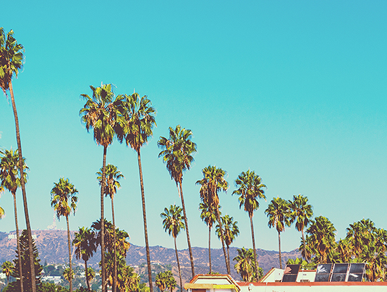 Palm trees with blue skies and mountains in background