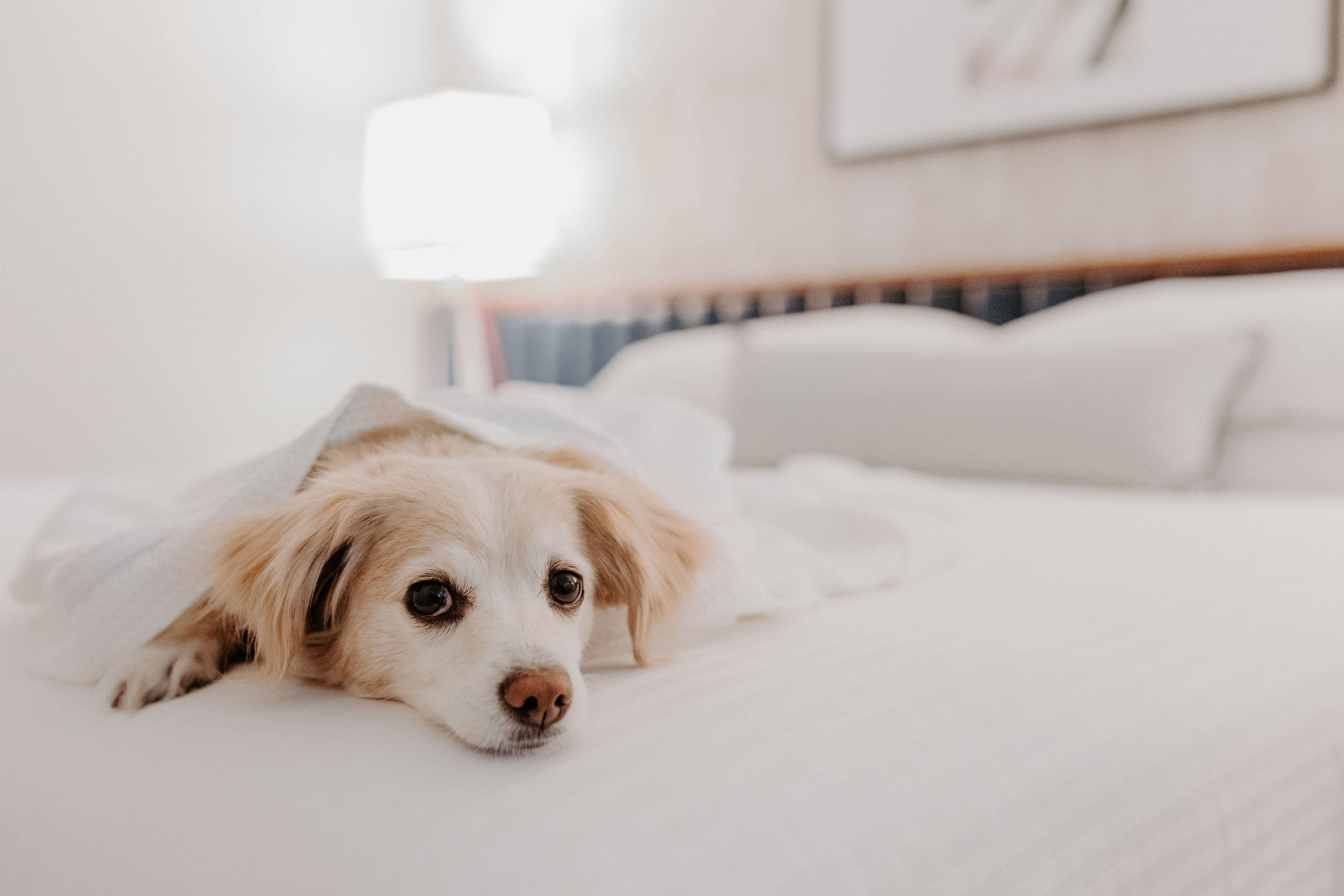 dog on bed leparc min