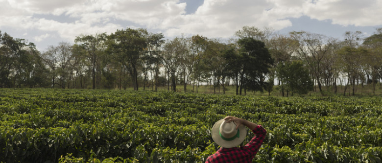 Man with sunhat looking at vast field