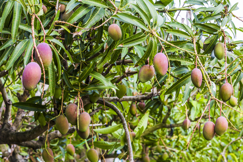 mango tree