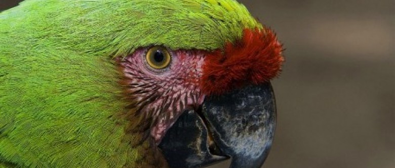 HaitianBird-58bd23aa5186f.jpg