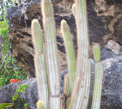 cactus