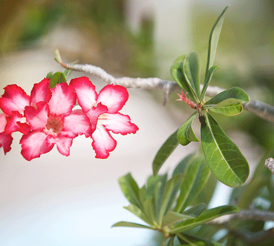 flower
