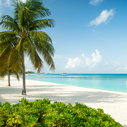strip of white sand beach with palm tree, clear aqua ocean water on a sunny day