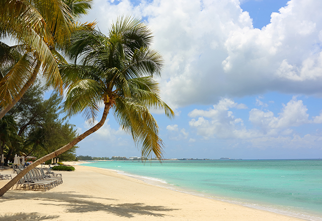 palm tree leaning over a strip of white sand beach with crystal blue water on a sunny clear day