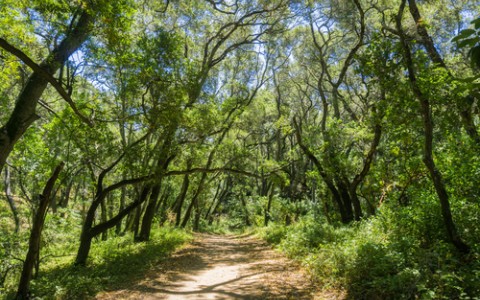 oak shaded trail in pulgas ridge preserve