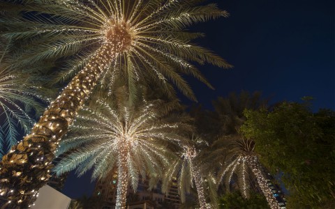 palm trees wrapped in Christmas lights lite up