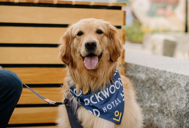 golden retriever smiling