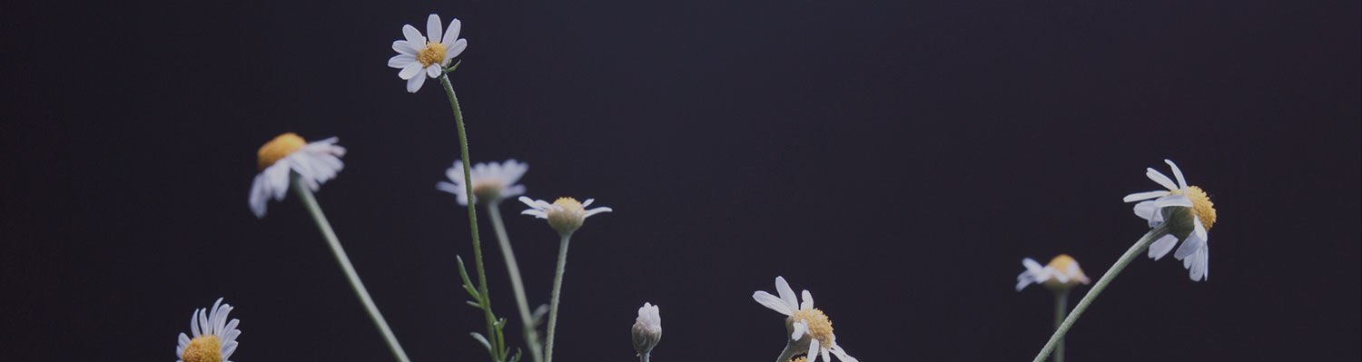 Small white flowers on black background