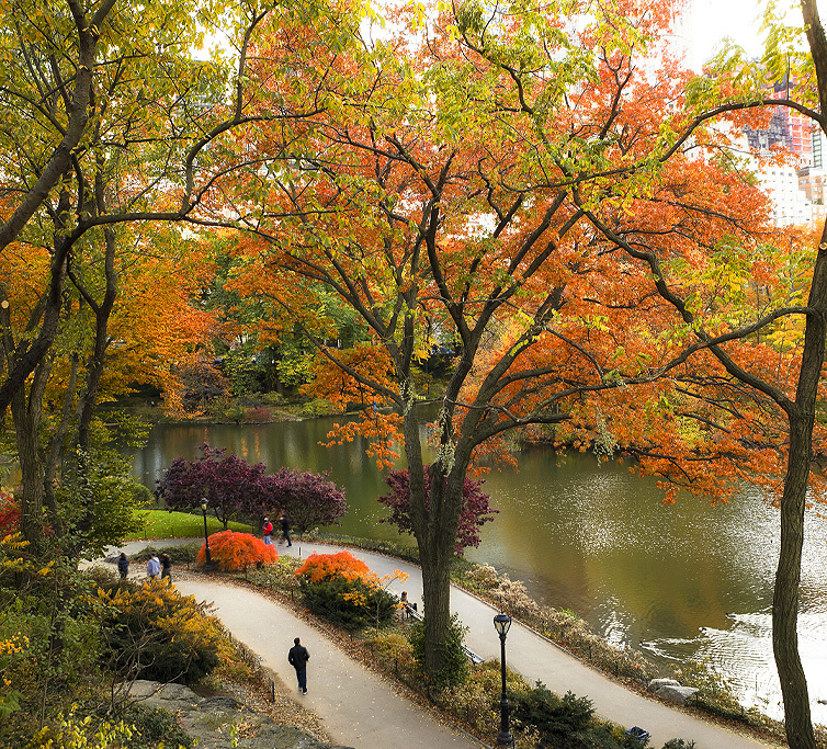 fall trees in new york by the river