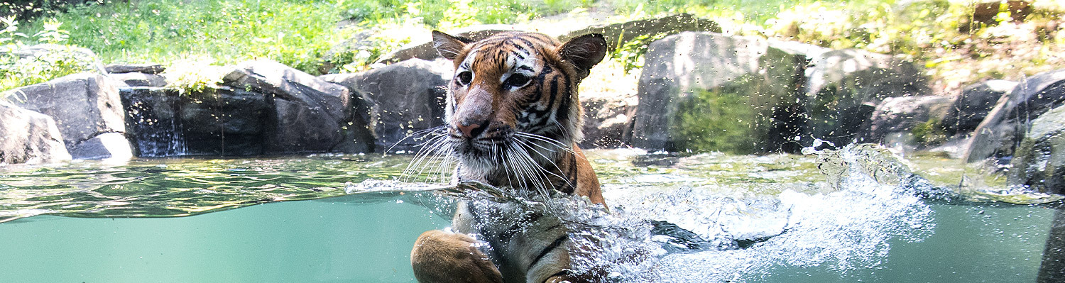 a tiger swimming in a pond with rocks behind him he is so cute
