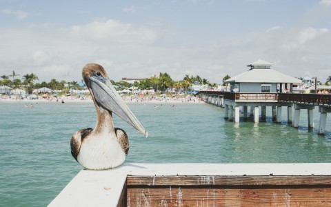 Pelican sitting on pier ledge