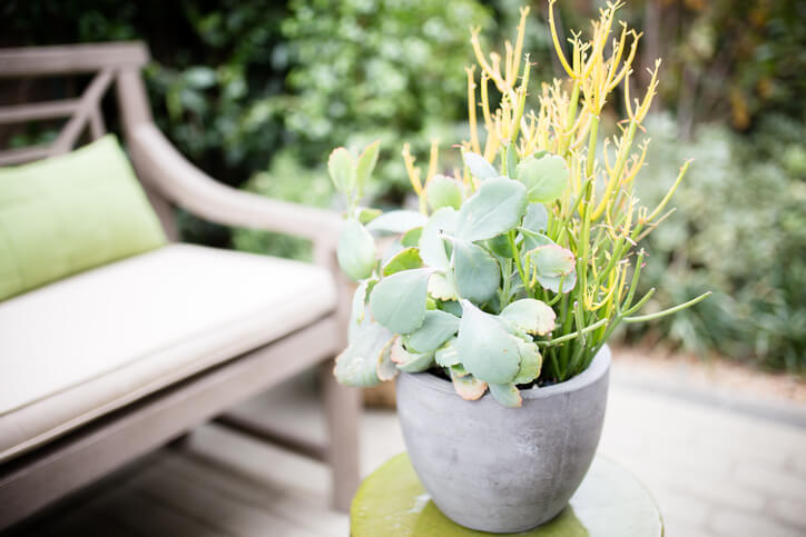 succulent in a pot next to a chair