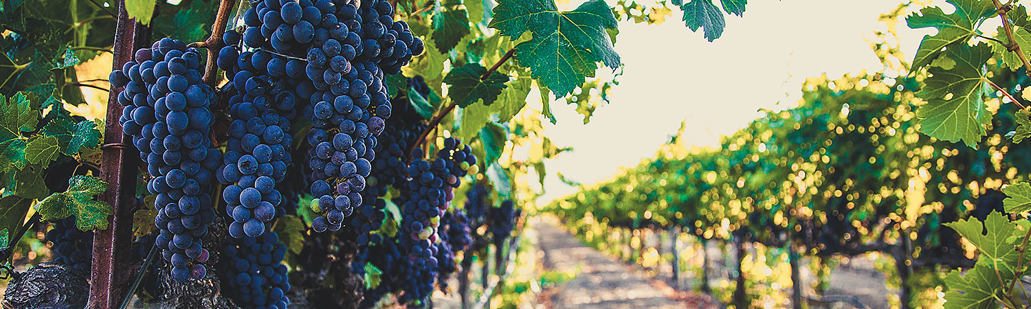 grapevine at a vineyard