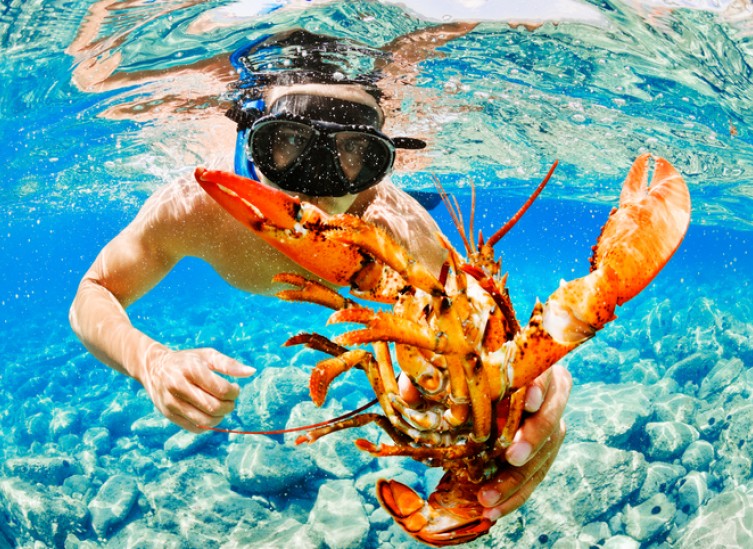 man diving for lobster