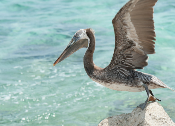 pelican with wings spread wide perched on a white rock