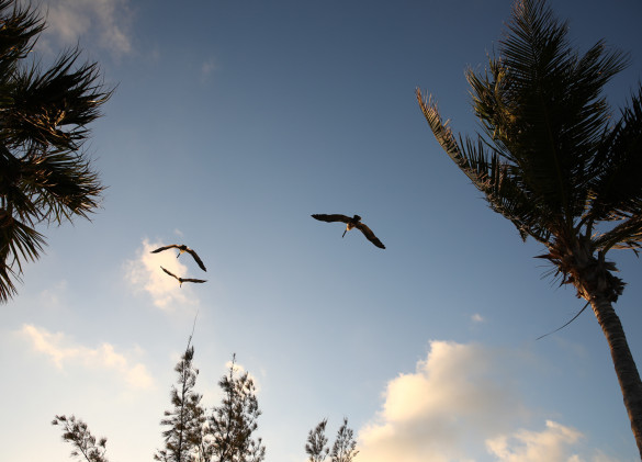 sea birds flying against a clear blue sky and palm trees