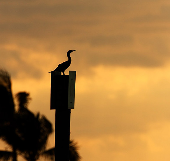 bird sitting on a sign post with a bright orange sunset in background