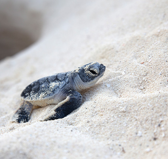 baby sea turtle crawling in white powdery sand