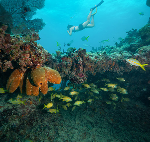 underwater coral reef with person snorkeling and yellow fish