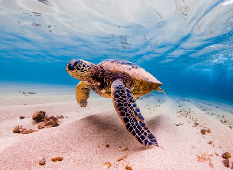 sea turtle swimming by the sand