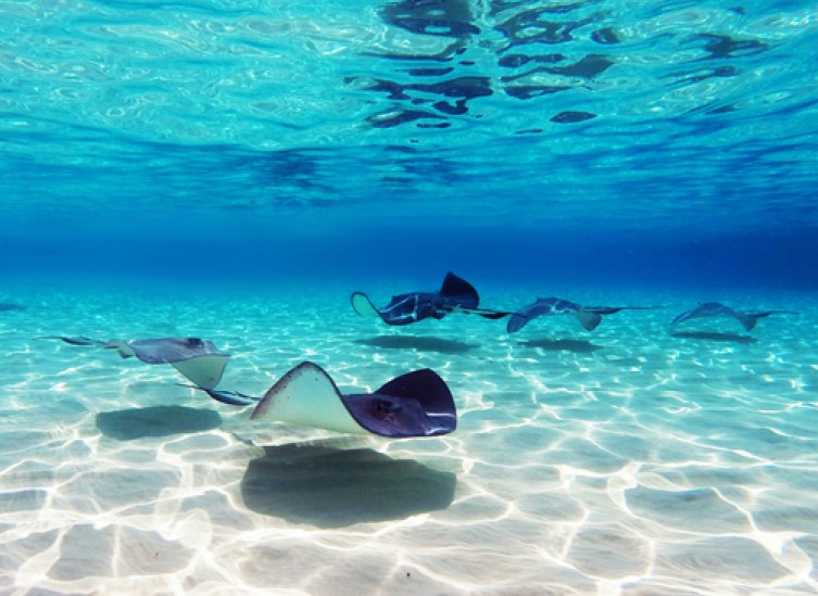 stingrays on the ocean floor
