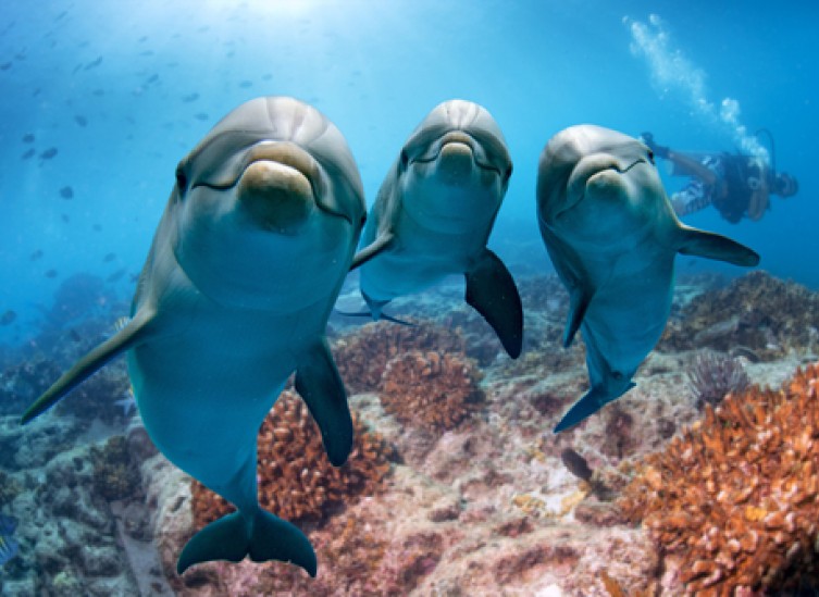 three dolphins underwater