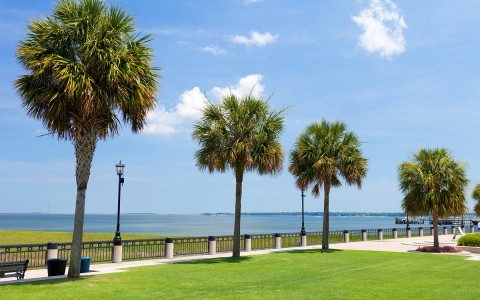 A grassy area with palm trees and the water in the distance.