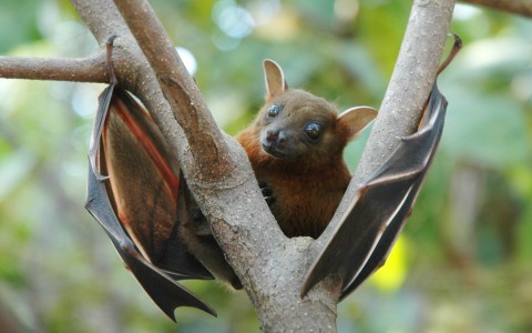 Bat in a tree
