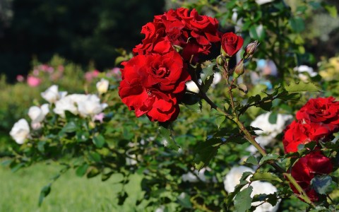rose garden with bright red and white roses