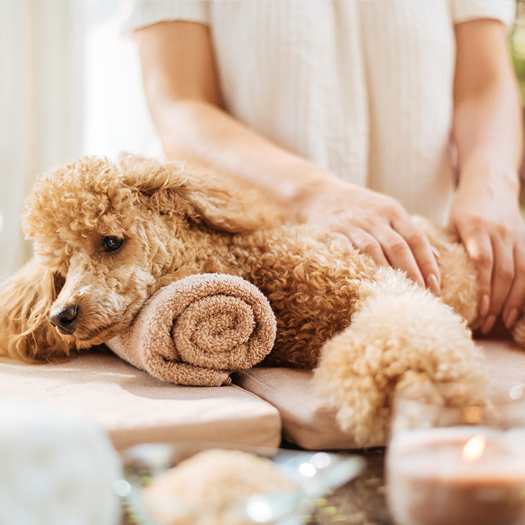 Dog laying on top of a towel while getting a massage