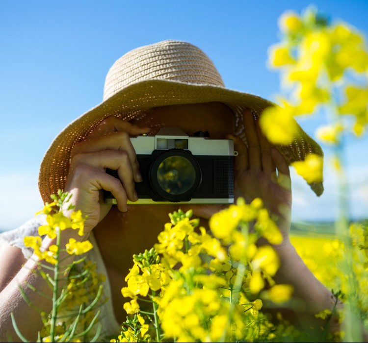 Wild Mustard Season in Napa Valley