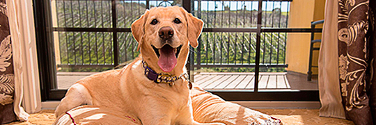 meritage homepage map dog relief area