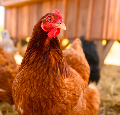 close up of a mertiage farm rooster